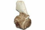 Fossil Plesiosaur Cervical Vertebra - Asfla, Morocco #328646-1